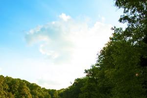 lake-and-forest.jpg